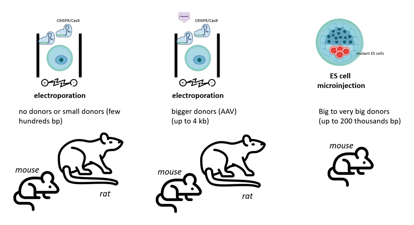 Mouse and Rat Model Generation by ICS - INFRAFRONTIER
